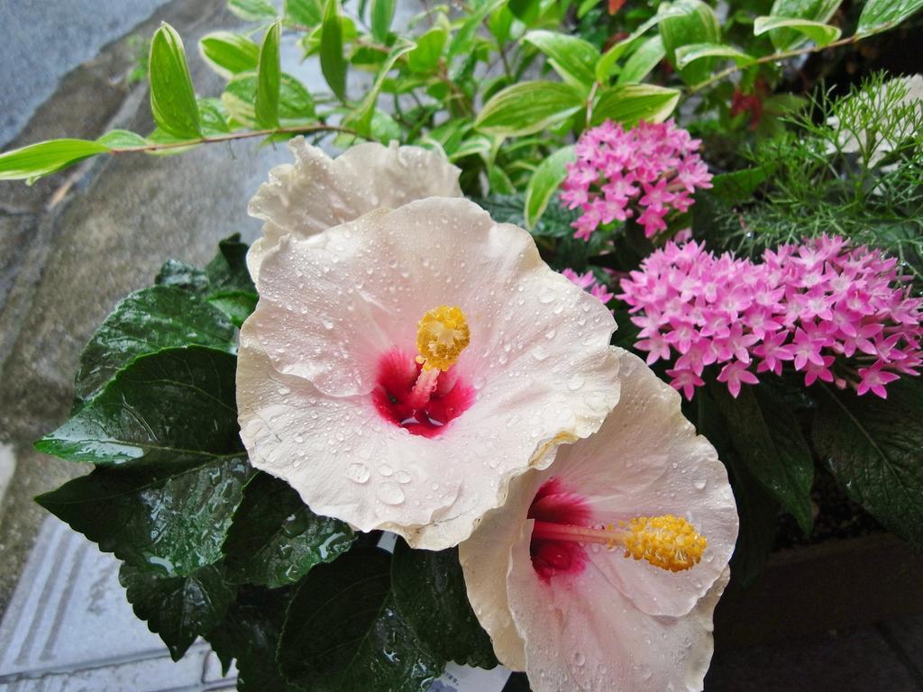 Guesthouse Engawa Kyoto Ngoại thất bức ảnh